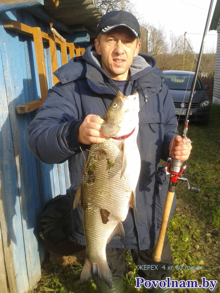 Жерех 4060